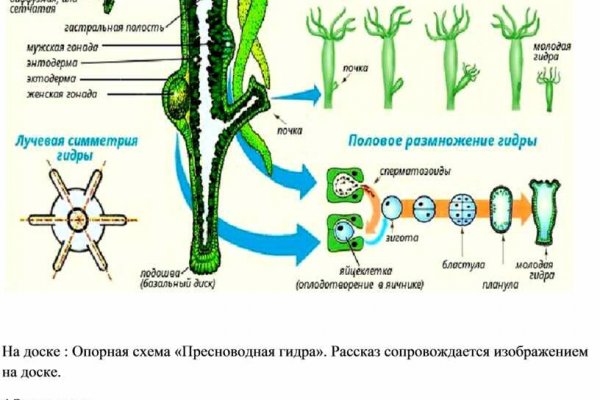 Кракен krakens13 at